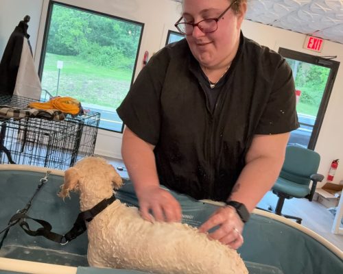 groomer1-opt groomer1-opt